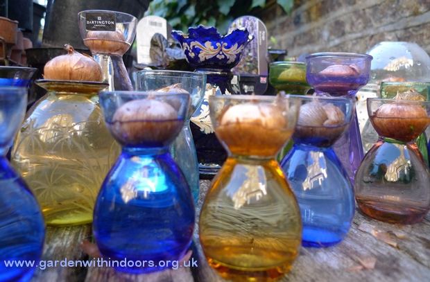 crocus vases with bulbs for forcing