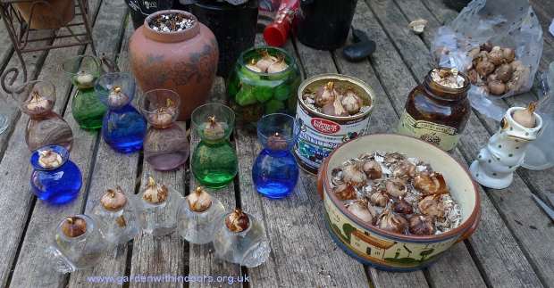 forcing crocus bulbs