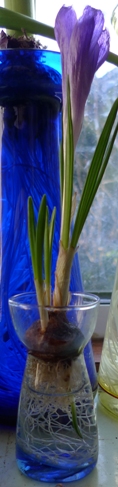 crocus growing downwards