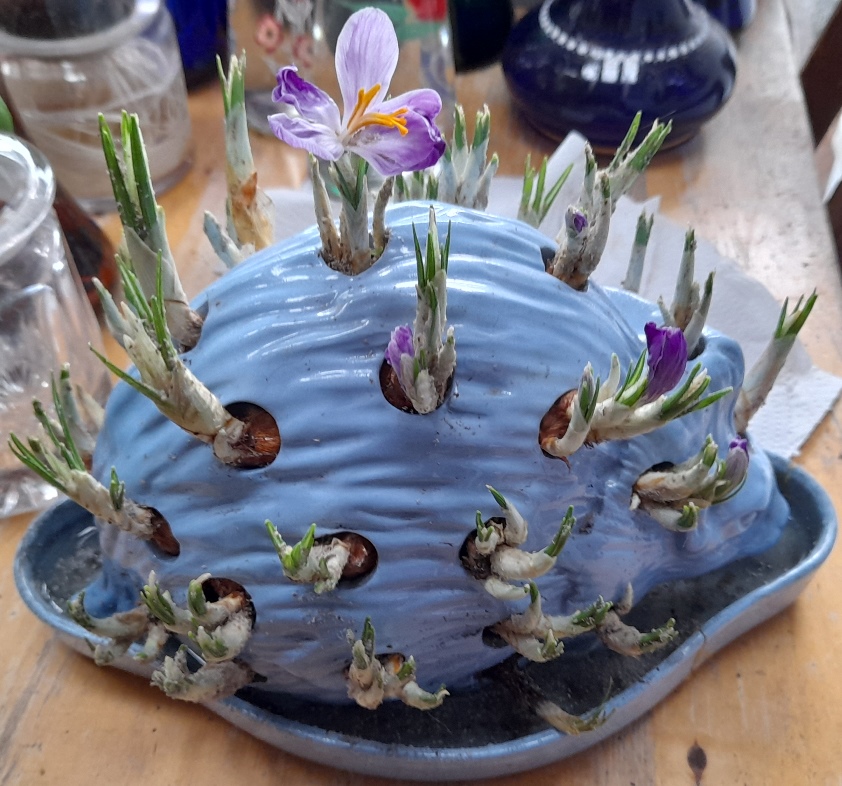 crocus in Wedgwoord hedgehog