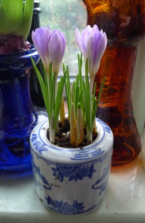 crocus in Culpeper pot