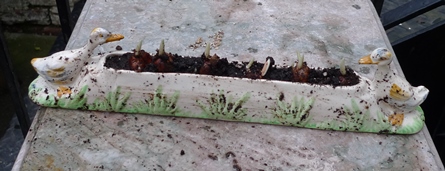 crocus in geese Shorter trough