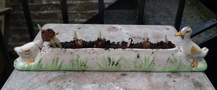 crocus in geese trough