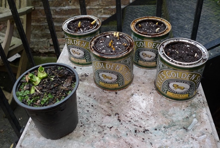 crocus in golden syrup tins