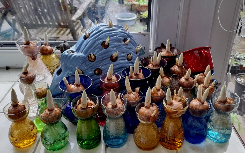 wedgwood hedgehog crocus bulbs vases