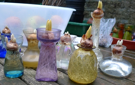 crocus bulbs in forcing vases