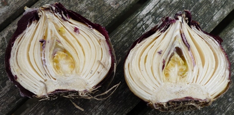 hyacinth bulb cut open