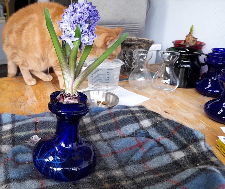 Delft Blue hyacinth