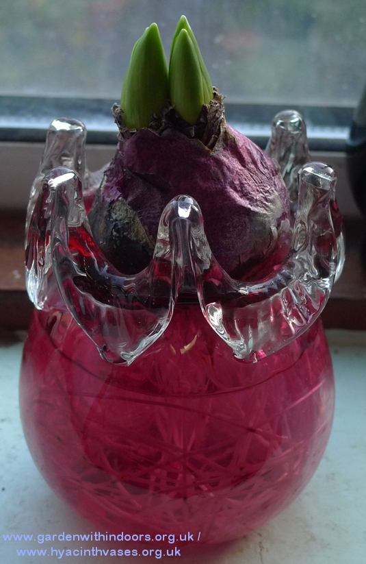 double-stemmed Blue Jacket hyacinth bulb