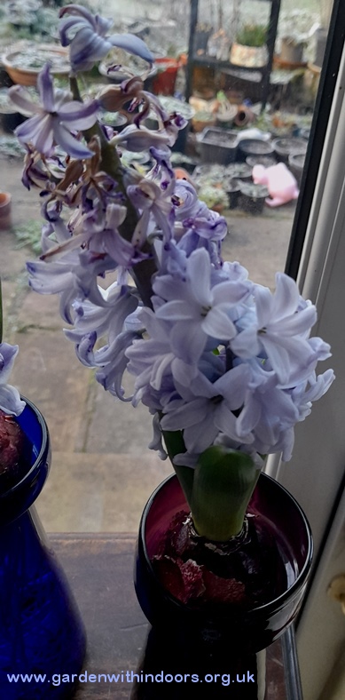 forced double-stemmed delft blue hyacinth