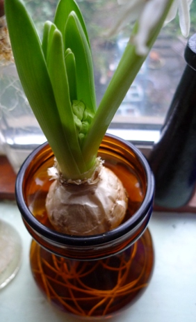 double-stemmed hyacinth