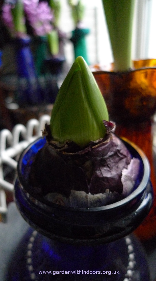 hyacinth Blue Eyes bud