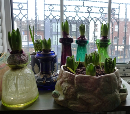 fat hyacinth buds on New Year's Eve 2013