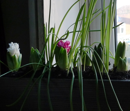 wooden trough with bulbs