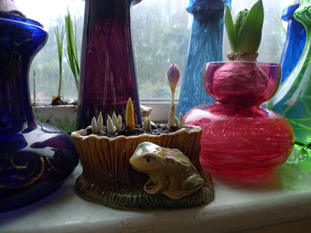 crocus in bloom mid-December