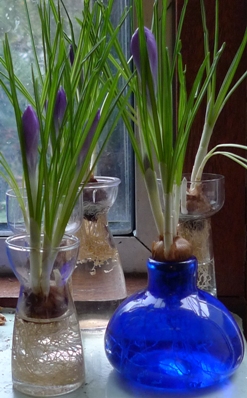 crocus forced in vases