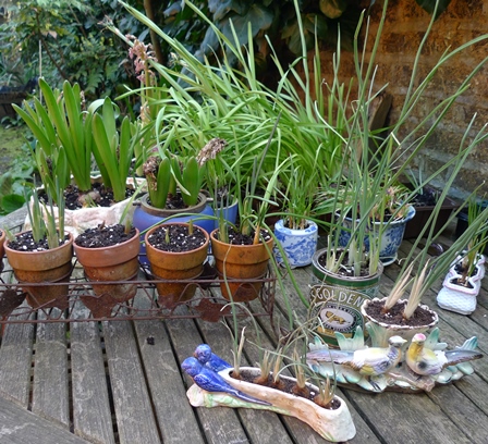 forced iris reticulata