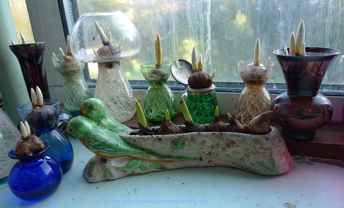 forcing crocus in vases