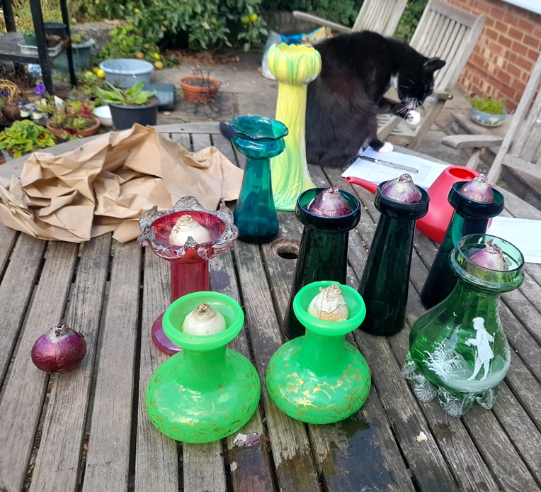 forcing hyacinth bulbs