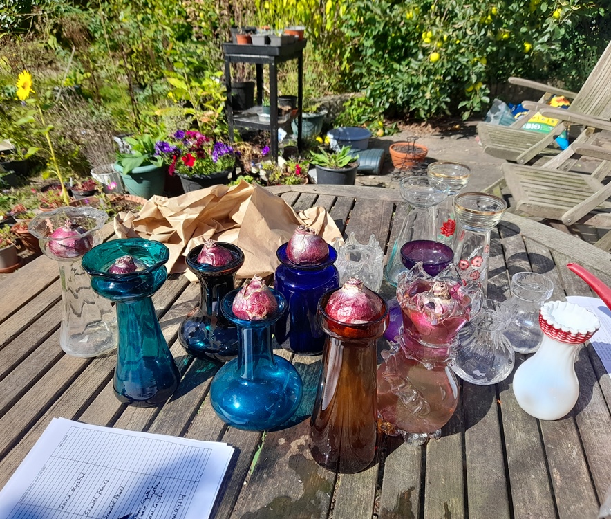 forcing hyacinth bulbs