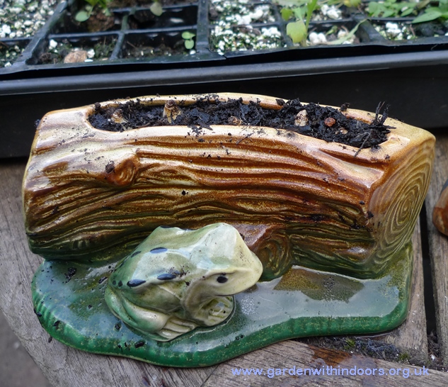 flower trough with bulbs