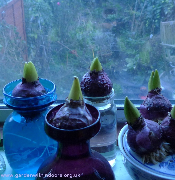 gardenwithindoors meets gardenwithoutdoors