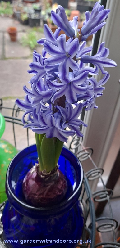 forced hyacinth in hyacinth vase