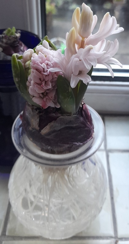 forced hyacinth vases