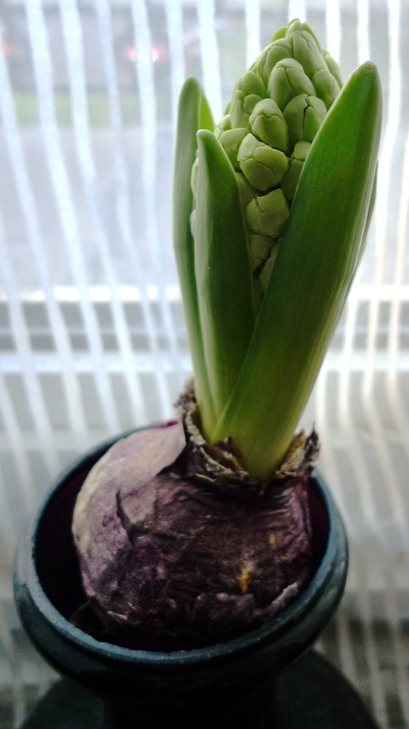 hyacinth buds