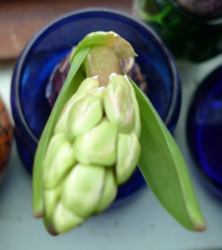 hyacinth buds