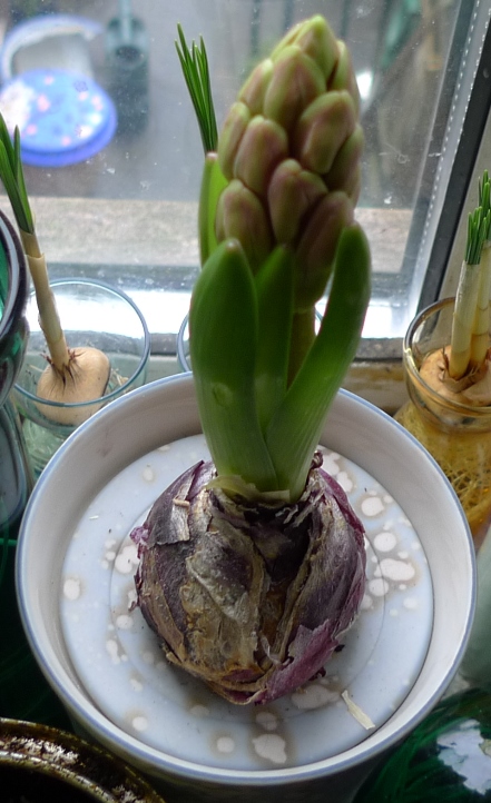 hyacinth buds