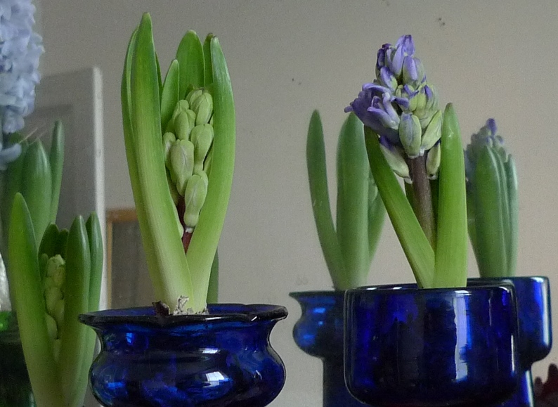 hyacinth buds