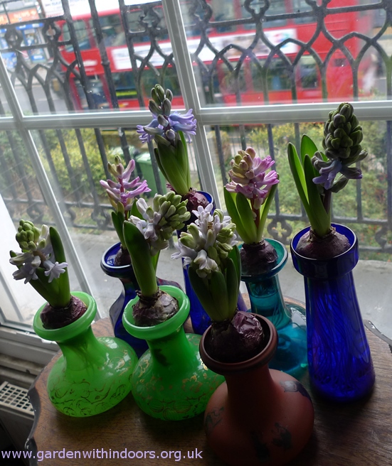 forced hyacinth buds opening