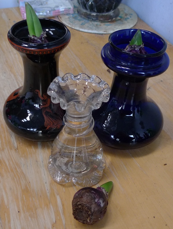 hyacinth vases with bulbs without roots