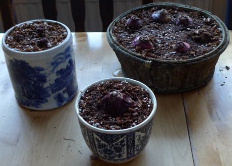 forcing hyacinth bulbs in pots