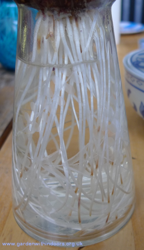 hyacinth roots with brown tips