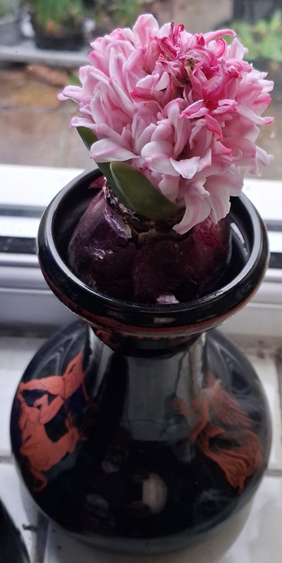 hyacinth vase