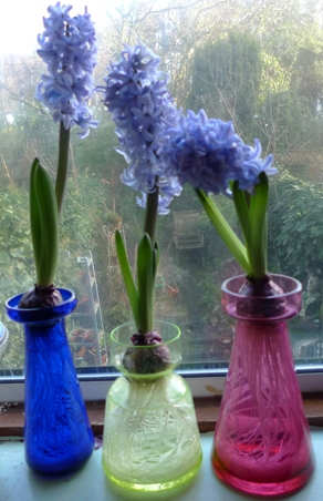 hyacinth vases