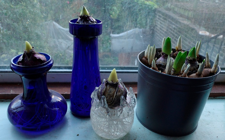 hyacinth vases