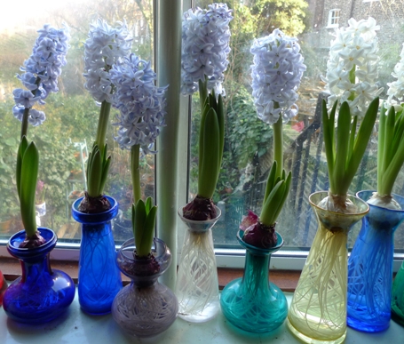 hyacinth vases