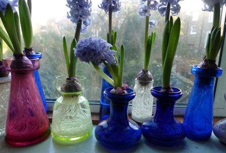 hyacinth vases