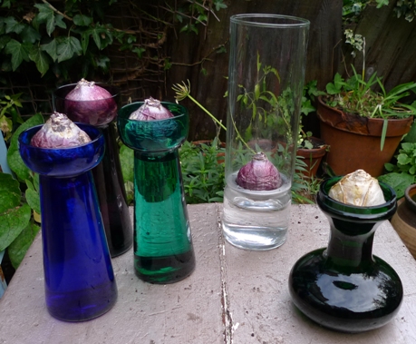 hyacinth vases with bulbs ready for forcing