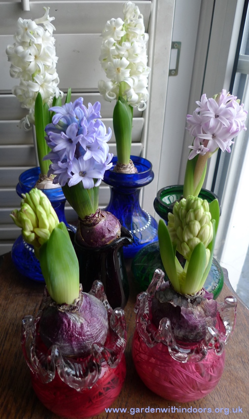 forced hyacinths in hyacinth vases