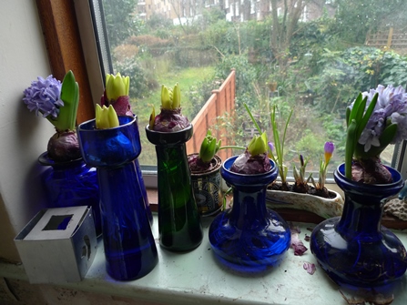 forced hyacinths