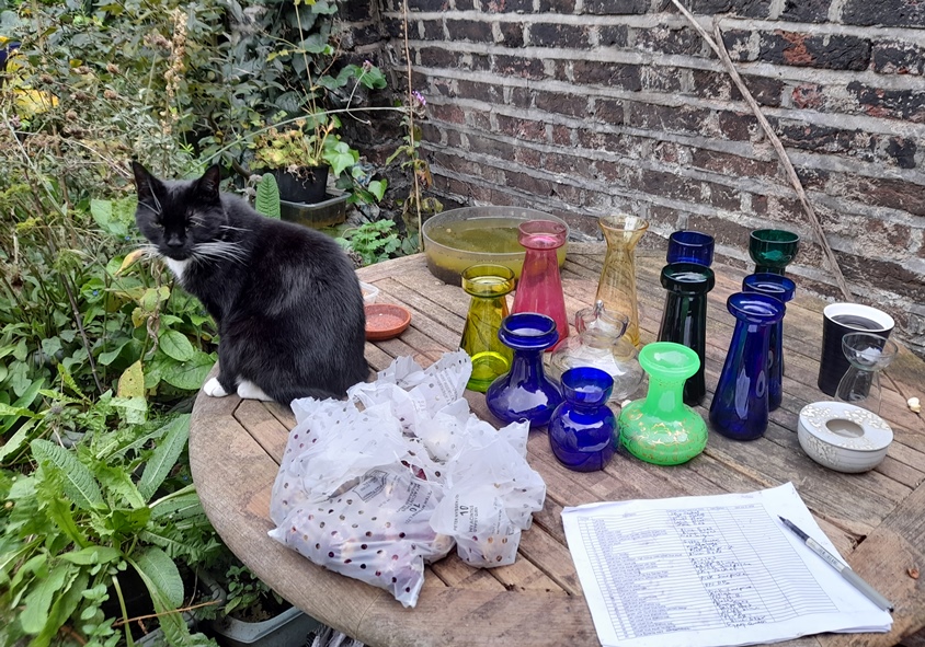 hyacinth bulbs and vases