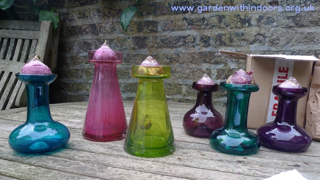 hyacinth vases and bulbs