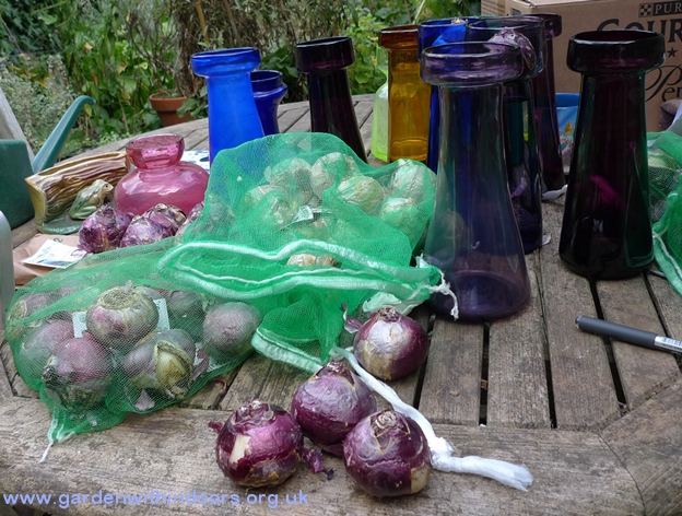 hyacinth vases and bulbs
