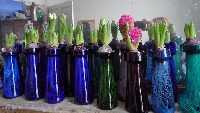 forced hyacinths in hyacinth vases