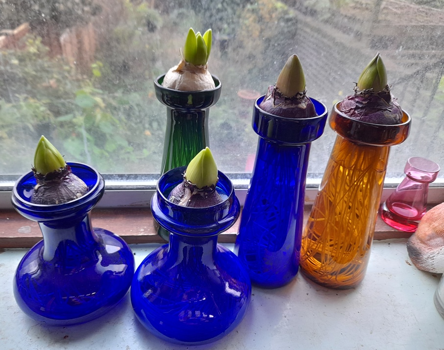 forced hyacinths in vases out of the dark for Christmas