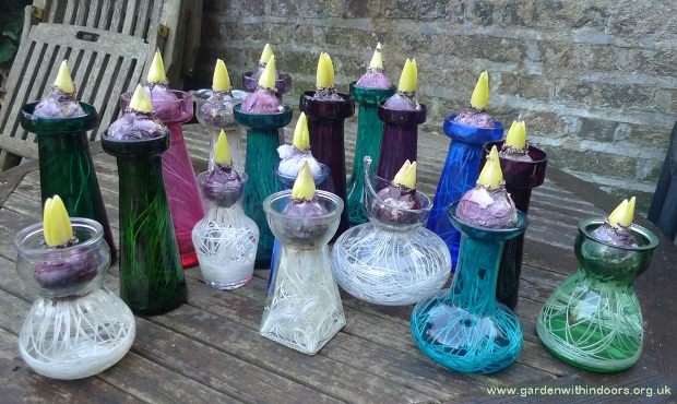 forced hyacinths out of the dark